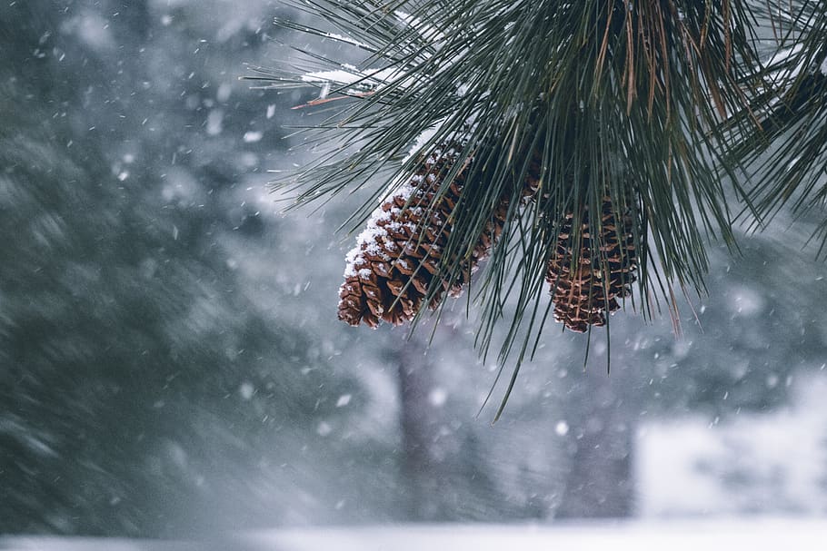 Pine Cones, cold, conifer, snow, tree, winter, nature, cold temperature, HD wallpaper