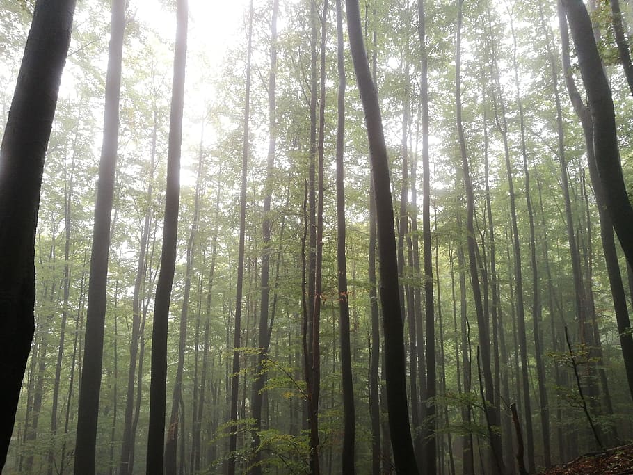 tree, forest, plant, land, tranquility, beauty in nature, woodland HD wallpaper