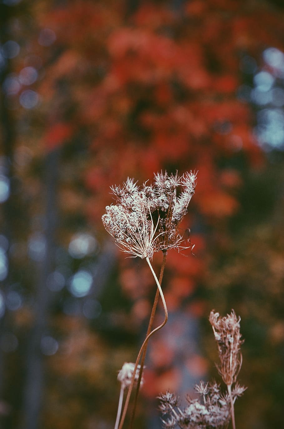 forest, macro, seasons, fall, plant, flower, flowering plant HD wallpaper