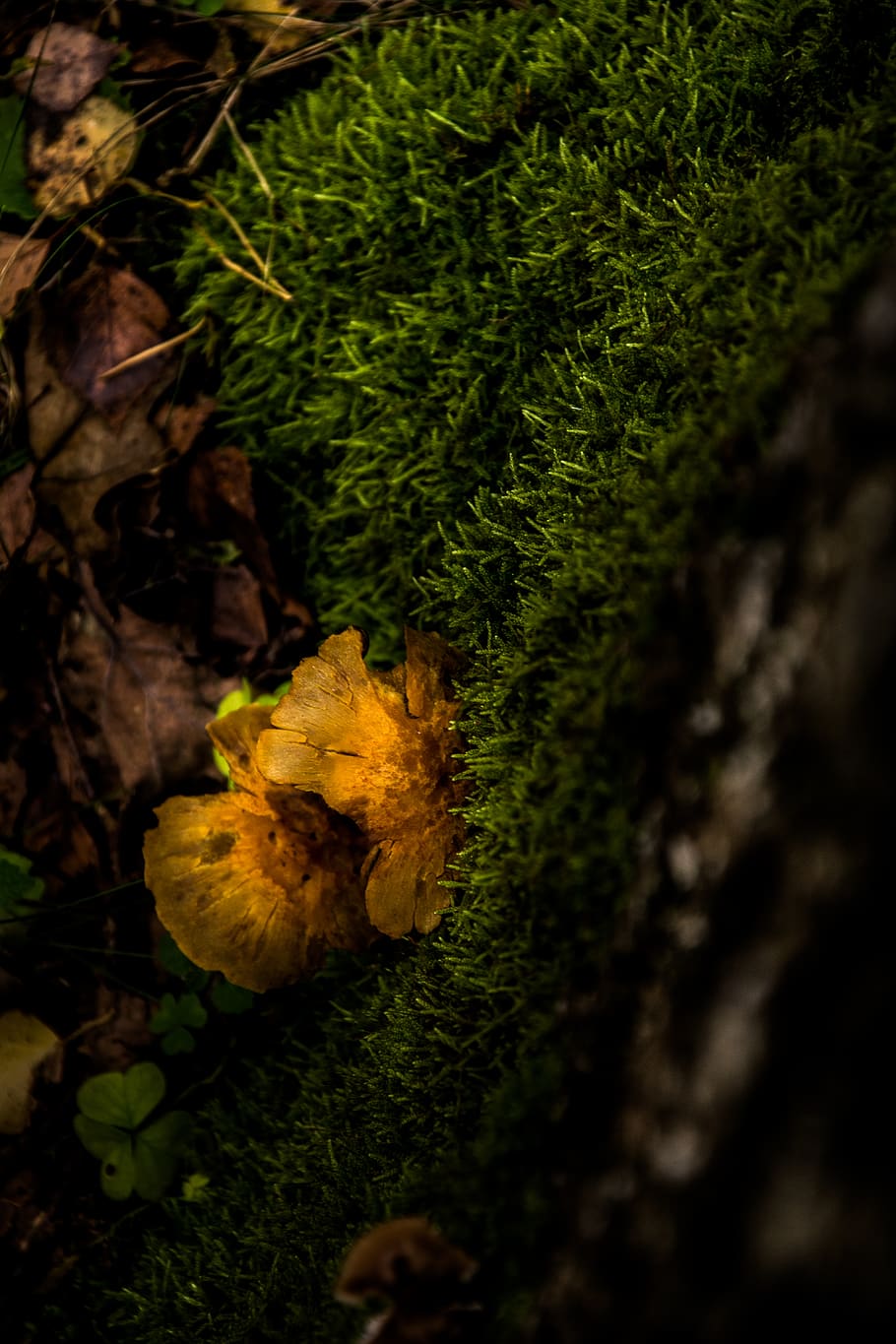 nature, nordic, trees, forest, autumn, leaves, mushrooms, moss HD wallpaper
