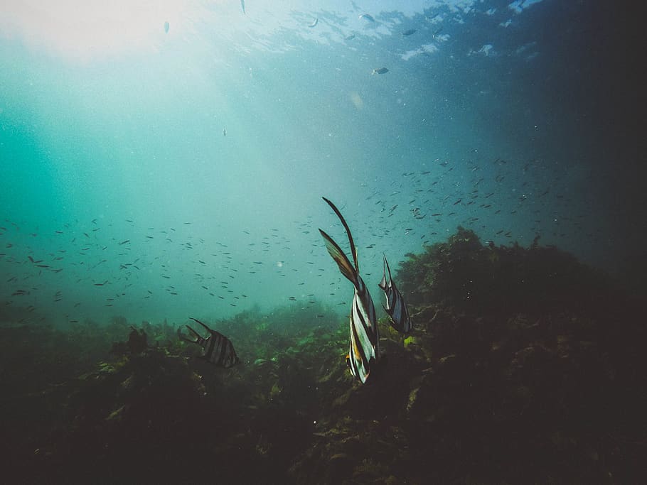 fishes underwater, animal wildlife, animal themes, sea, undersea HD wallpaper