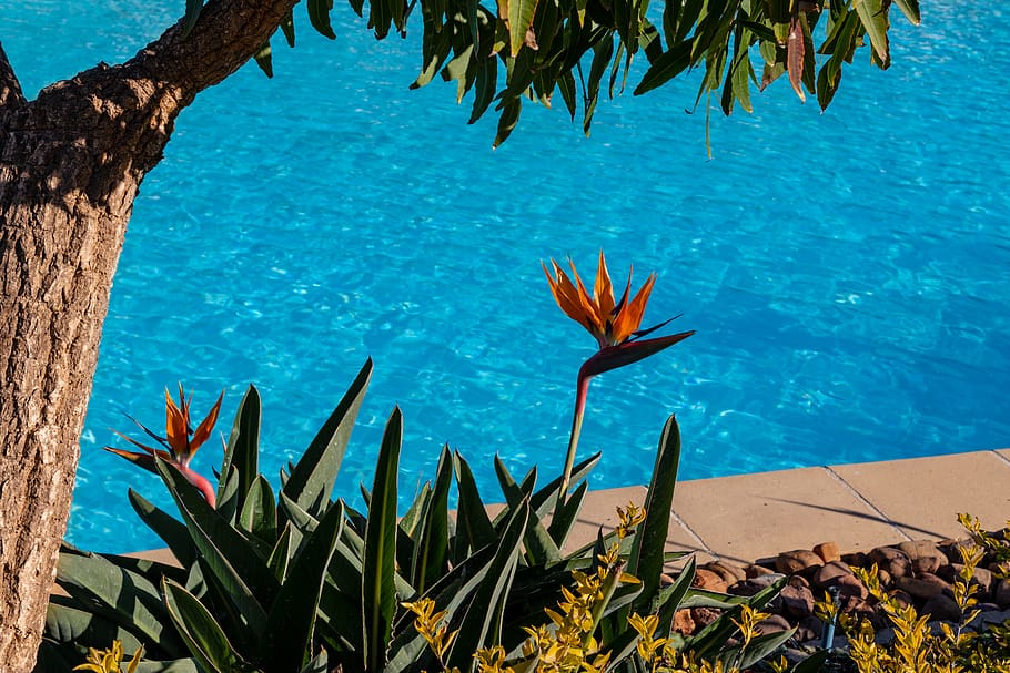 flowers beside blue pool, plant, water, nature, growth, beauty in nature HD wallpaper