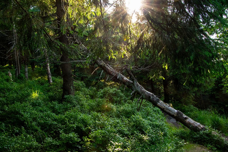 forest, sun, nature, landscape, beskydy, czech republic, tree HD wallpaper