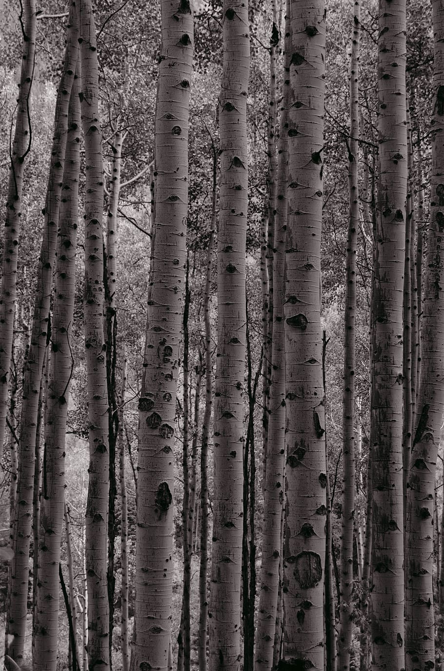white tree trunks, plant, forest, no people, full frame, land HD wallpaper