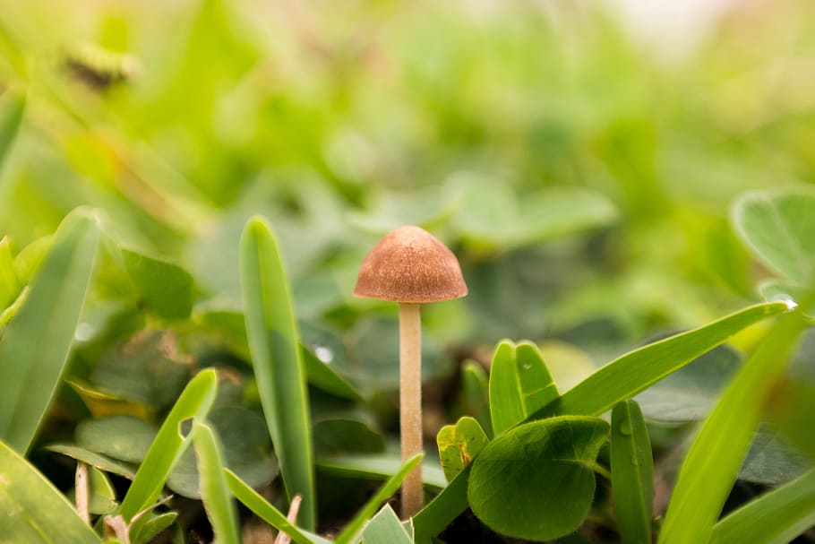 vegetable, growth, mushroom, plant, fungus, green color, food HD wallpaper