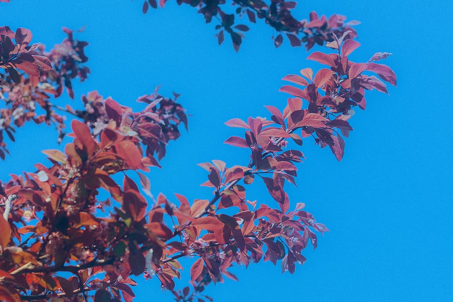 ukraine, odesa, tree, blue, sky, nature, beautiful, red, branches, HD wallpaper