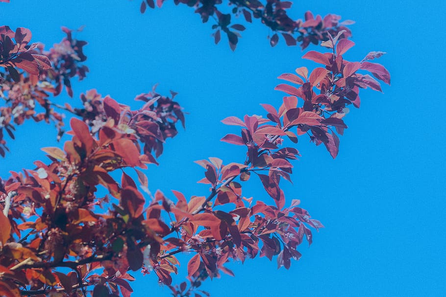 ukraine, odesa, tree, blue, sky, nature, beautiful, red, branches HD wallpaper