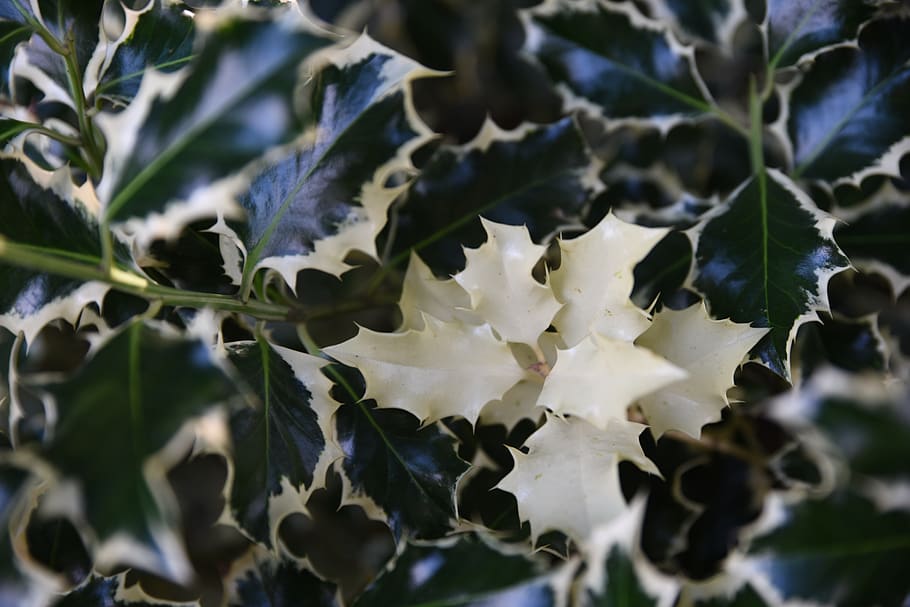 plant, leaf, tree, oak, blossom, flower, produce, vegetable HD wallpaper
