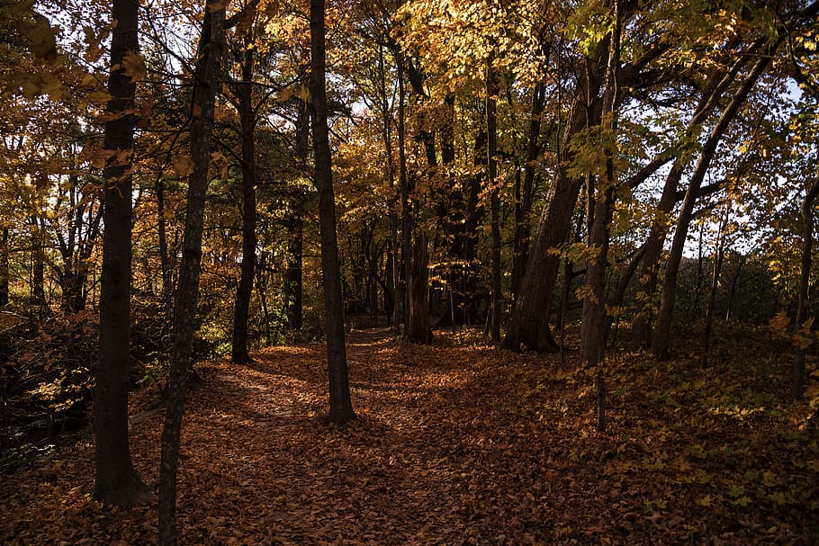 autumn, fall, forest, leaves, trees, colors, nature, seasons HD wallpaper