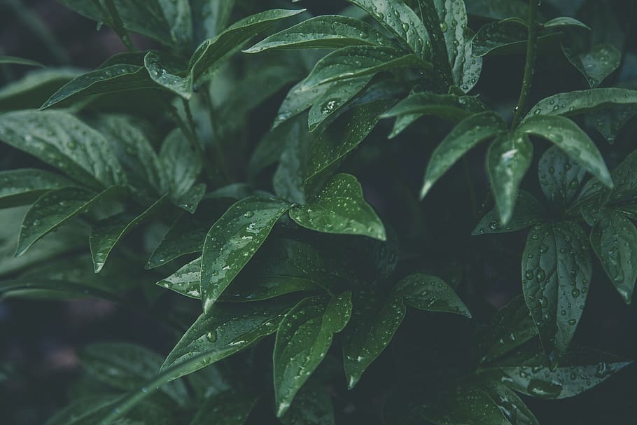 Green Plants, close-up, color, dew, dewdrops, droplet, droplets HD wallpaper