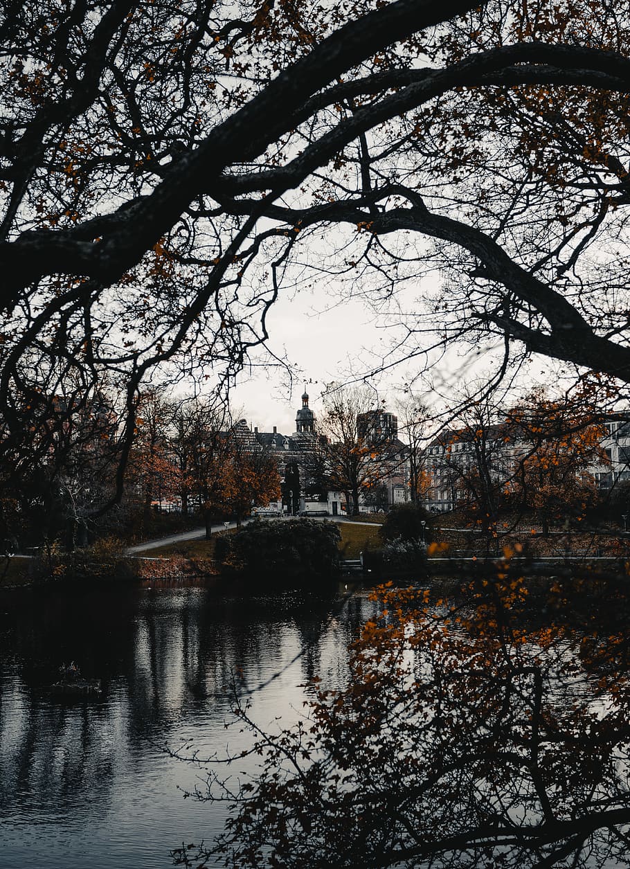 tree, plant, water, tree trunk, nature, copenhagen, outdoors HD wallpaper