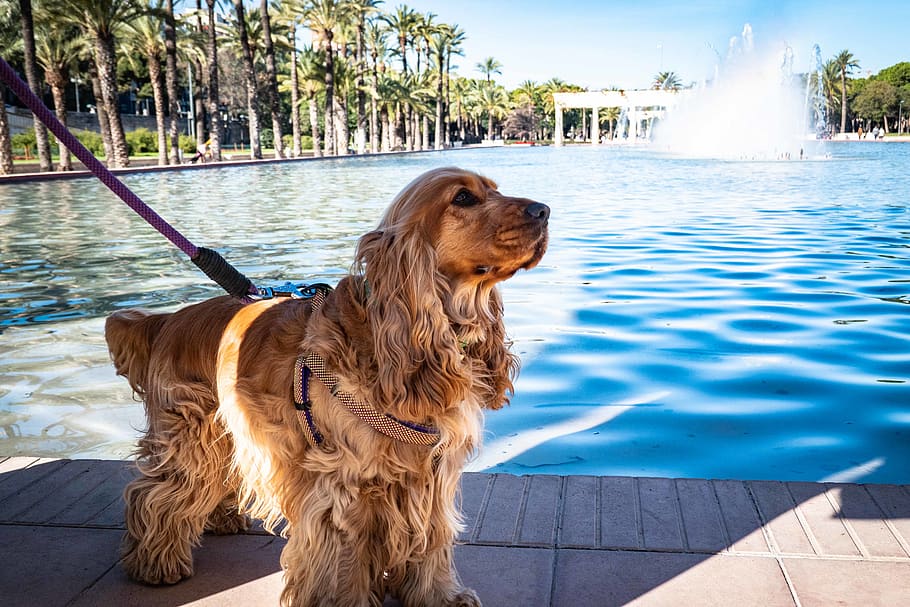 long-coated brown dog, canine, domestic, pets, water, domestic animals HD wallpaper