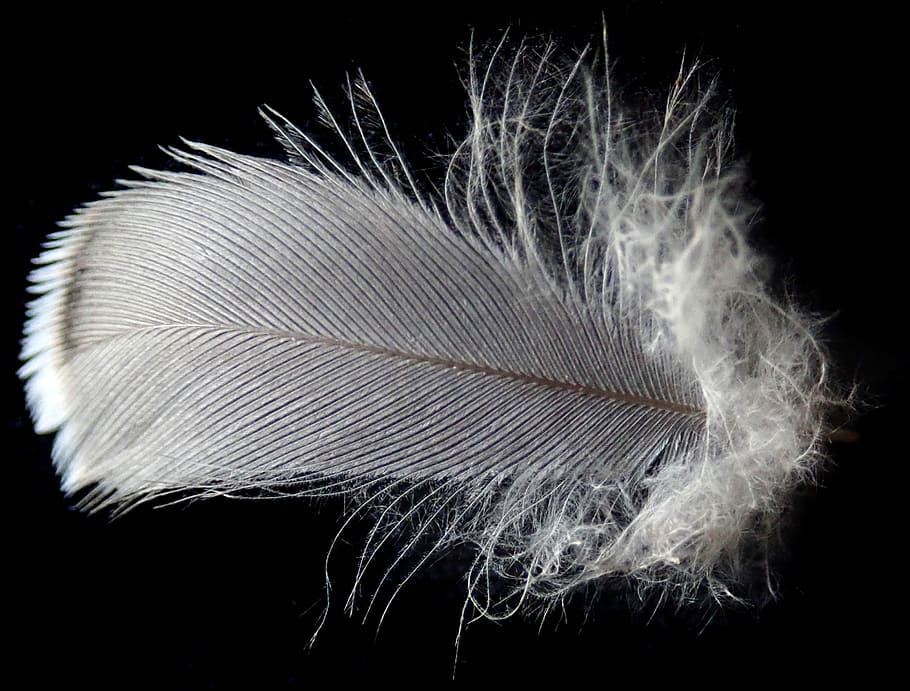 feather, bird, plumage, nature, black background, studio shot HD wallpaper