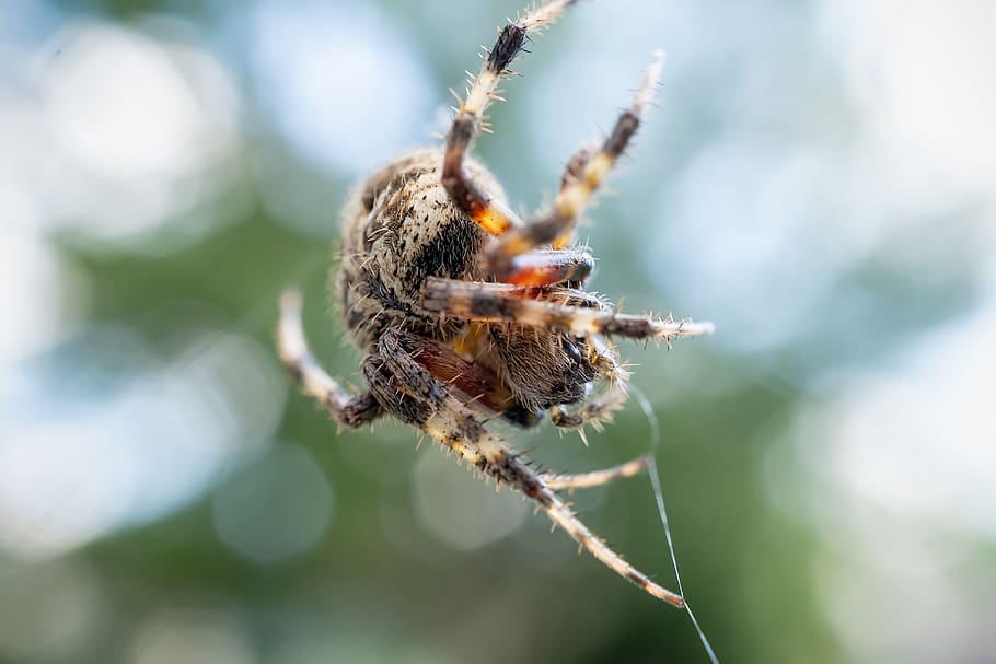 spider, spider web, macro, nature, cobweb, animal themes, invertebrate HD wallpaper