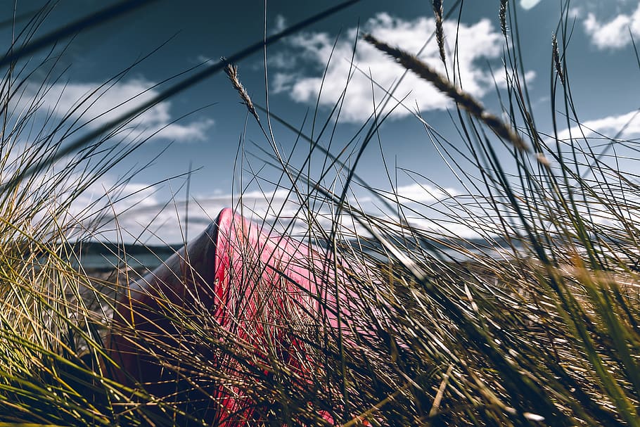 red tent, grass, plant, vegetation, bush, nature, outdoors, animal HD wallpaper