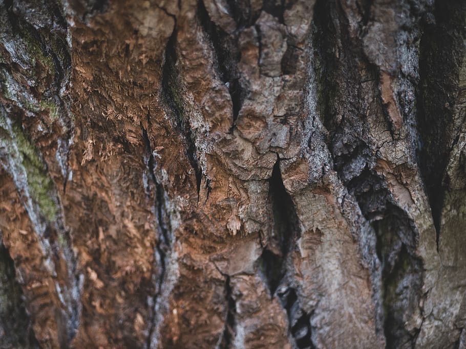 tree, plant, tree trunk, texture, bark, wood, grain, vegetable HD wallpaper