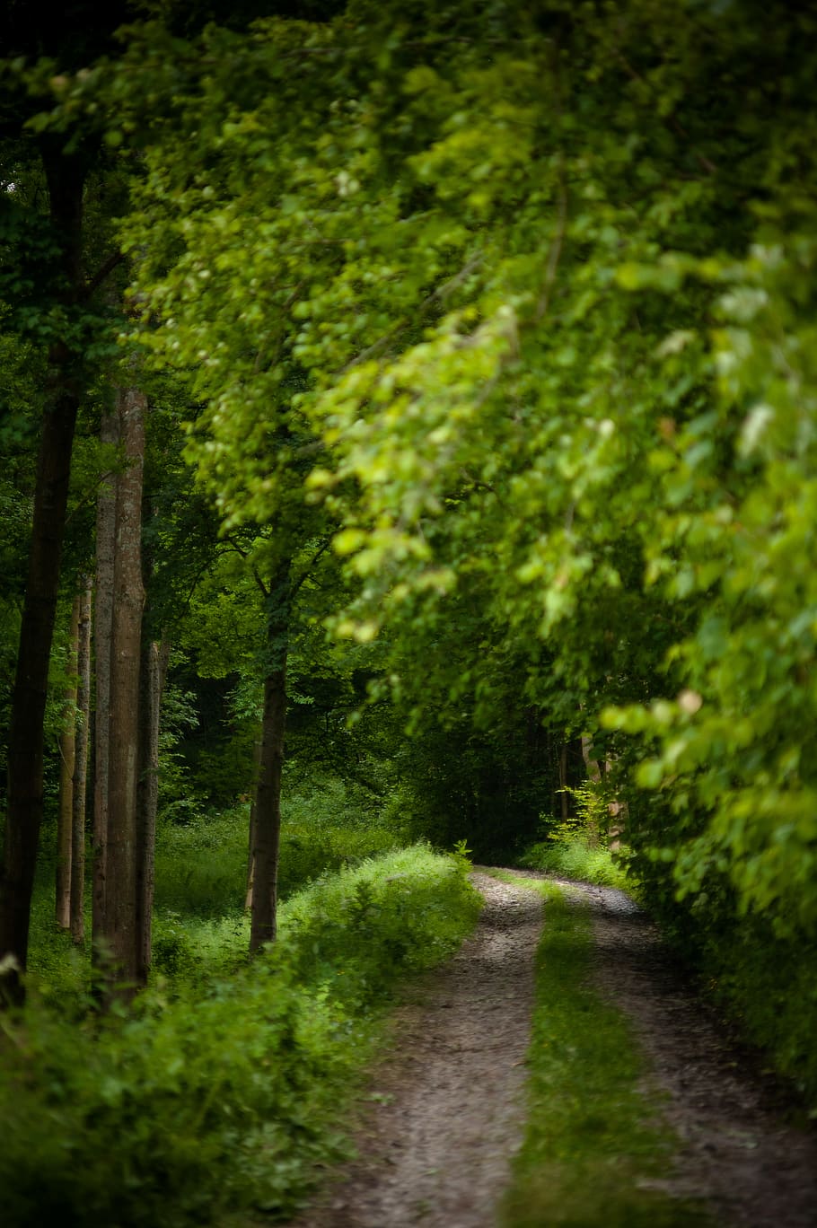path, forest, trees, summer, rocky path, hiking, plant, direction HD wallpaper
