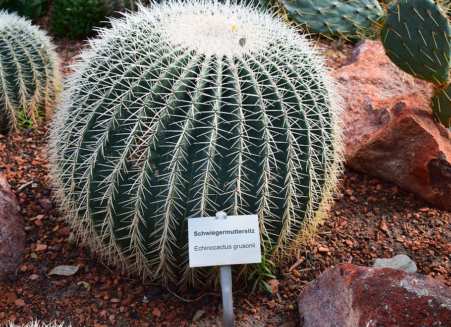 cactus, plant, prickly, round, spur, nature, succulent plant HD wallpaper
