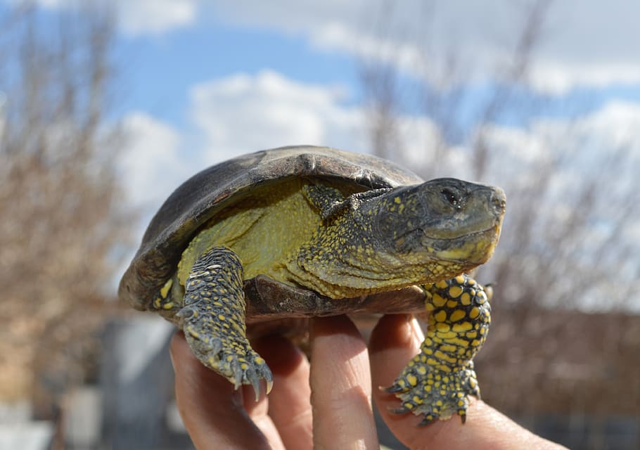 iran, tabriz, turtle, human hand, human body part, one animal HD wallpaper