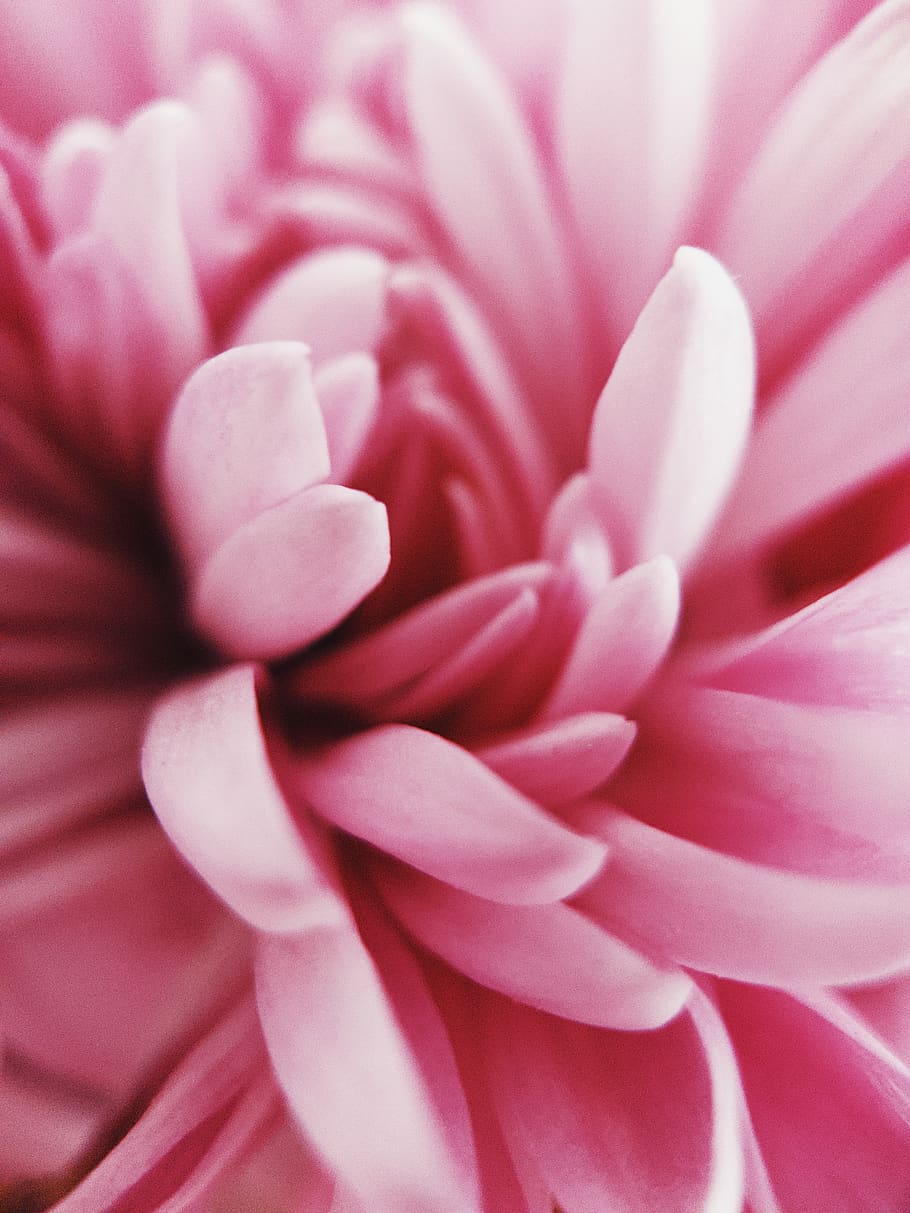 pink petaled flower, flowering plant, beauty in nature, pink color HD wallpaper