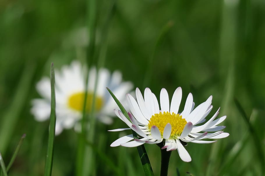daisy, green, grass, spring, yellow, flower, garden, flowering plant HD wallpaper