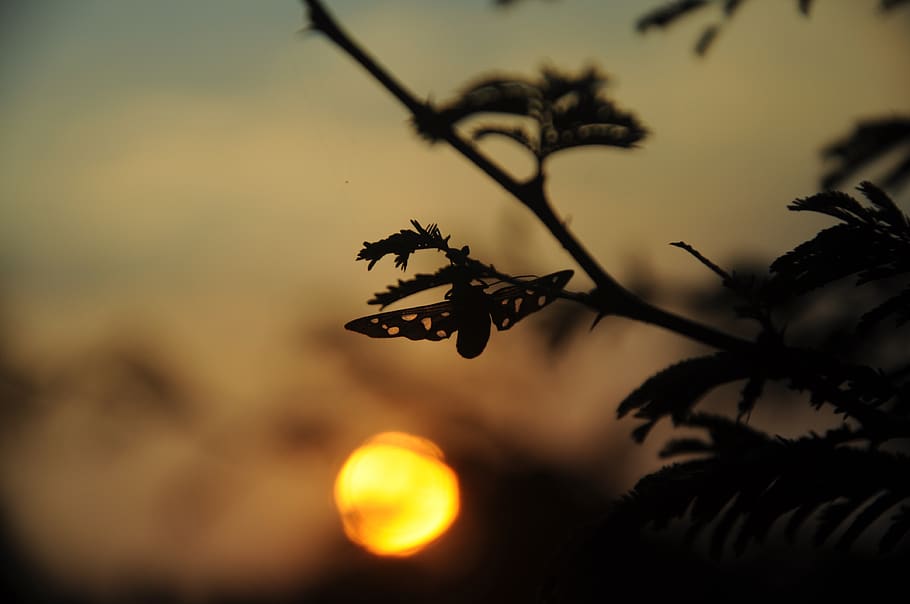 evening sky, tree, sunset, mood, landscape, nature, clouds HD wallpaper