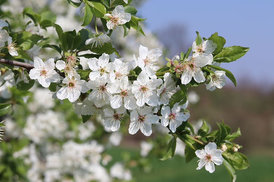 nature, close up, spring, blossom, bloom, white, flower, flowering plant HD wallpaper