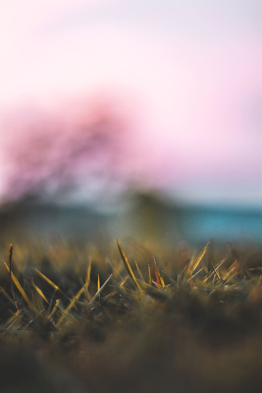 moss, plant, nature, grass, vegetation, apparel, clothing, outdoors HD wallpaper