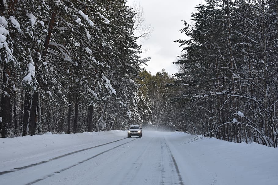 winter, snow, forest, road, pine, siberia, frost, cold, nature HD wallpaper