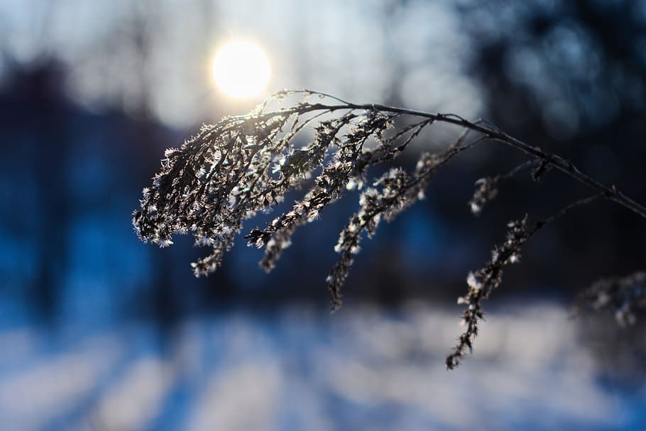 Selective Focus Photography Of Plant, grass, macro, cold temperature HD wallpaper