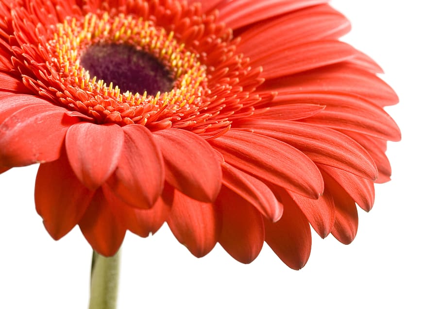 flower, gerbera, red, white, background, spring, macro, stem HD wallpaper