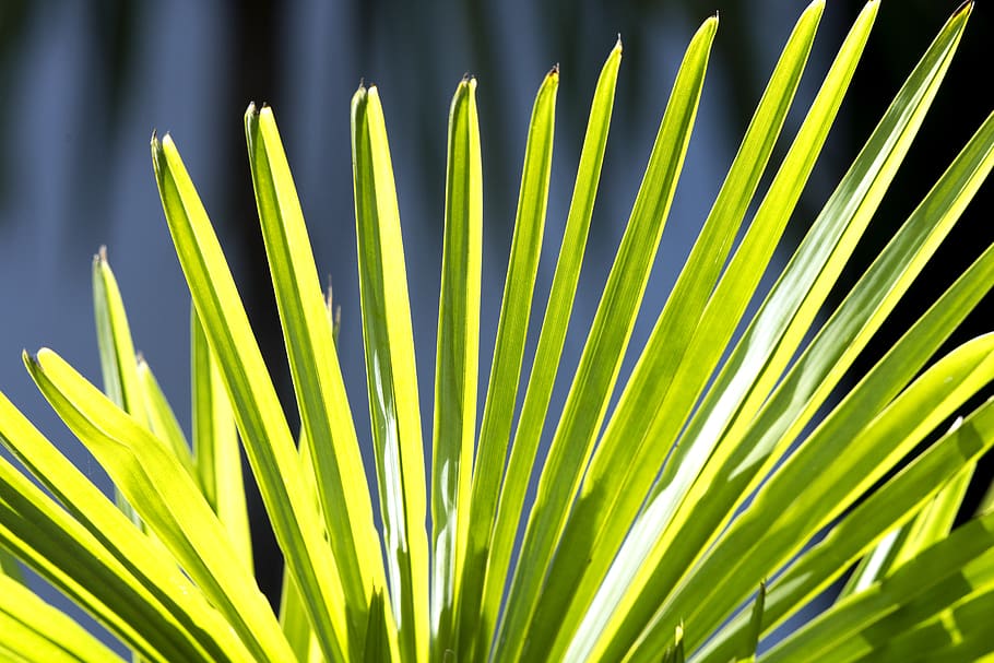 palm, green, sunny, leafs, plant part, growth, palm leaf, green color HD wallpaper