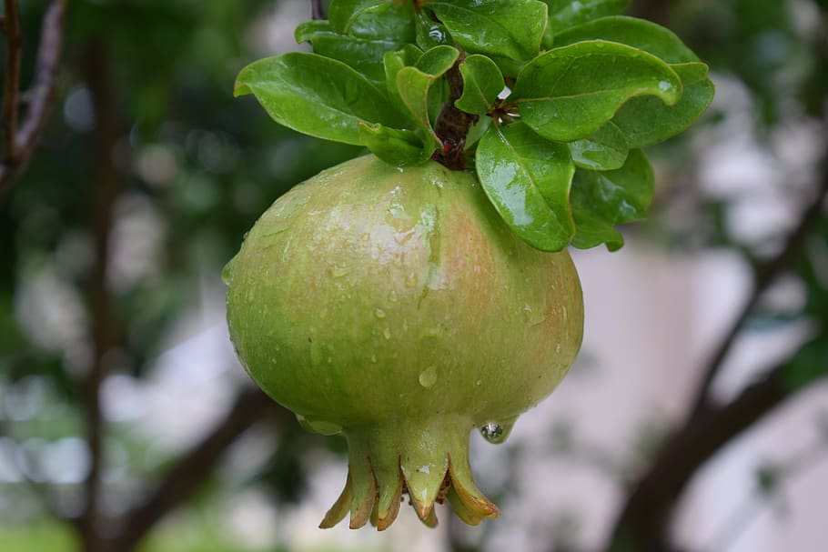 pomegranate, fruit, mat, vitamins, delicious, nature, pips HD wallpaper