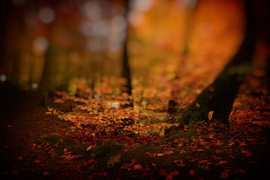View of Green Moss at the Forest, blurred background, bright HD wallpaper