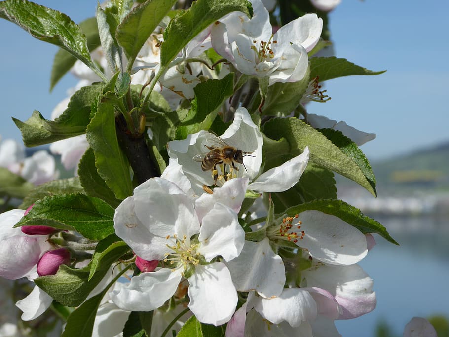 cherry, blossom, bloom, bee, spring, insect, bud, pollination HD wallpaper
