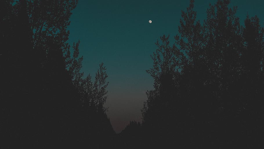 night, sky, teal, orange, wild, wilderness, trees, moon, bright HD wallpaper