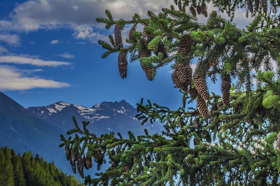 fir, tree, nature, trees, landscape, conifer, mountains, swiss HD wallpaper