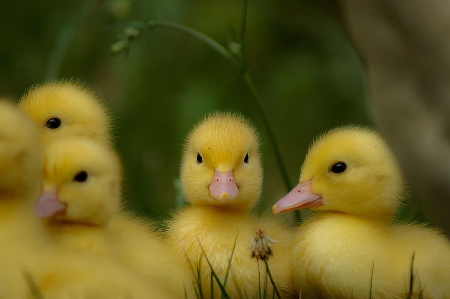 ducks, chicks, yellow, sweet, good, nature, bird, young bird