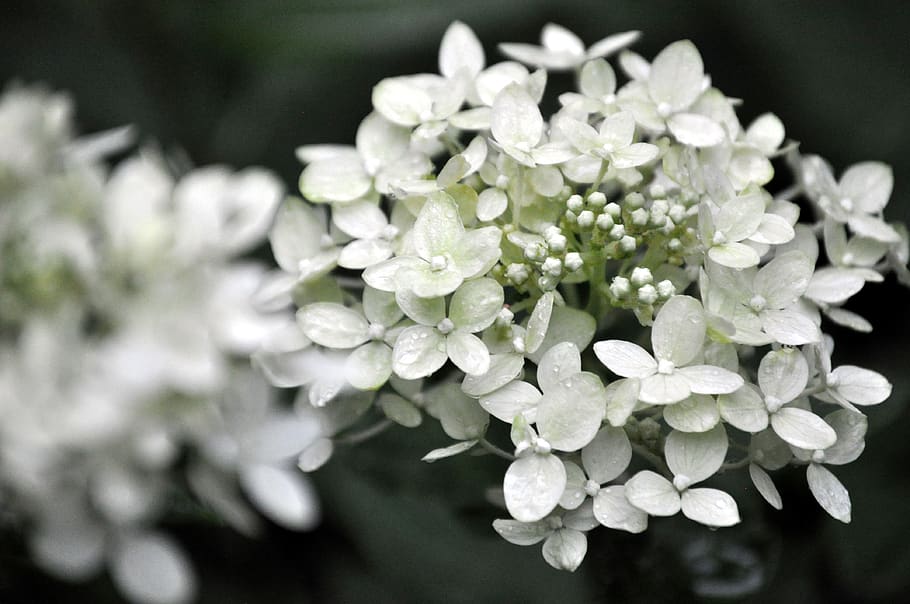 hydrangea, wedding, flower, bouquet, white, fresh, blossom HD wallpaper