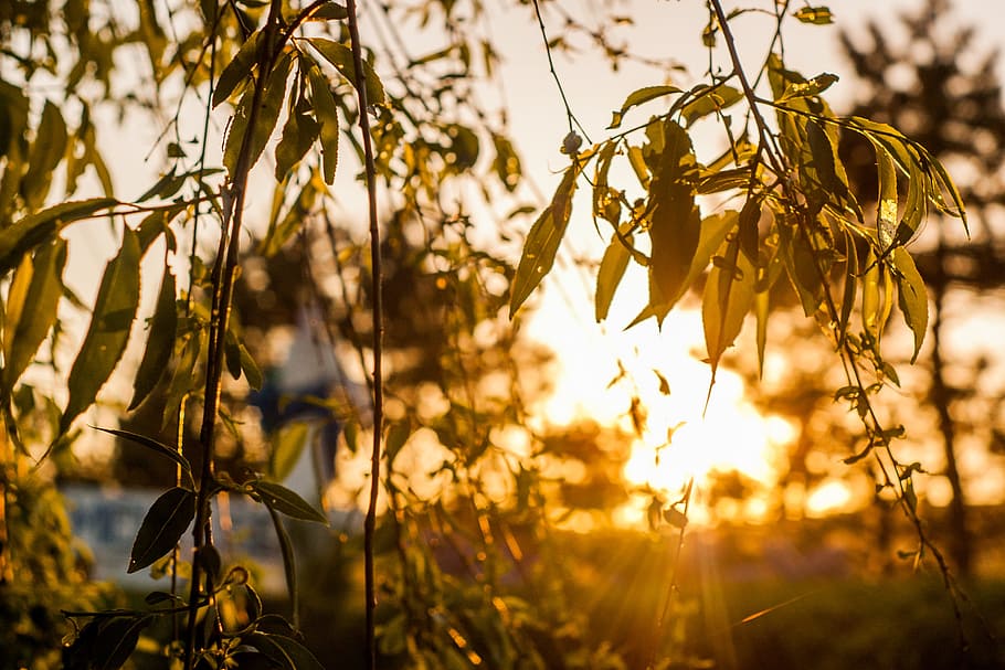 Green Leaves, leaf, light, outdoors, sun, tree, sunlight, nature HD wallpaper