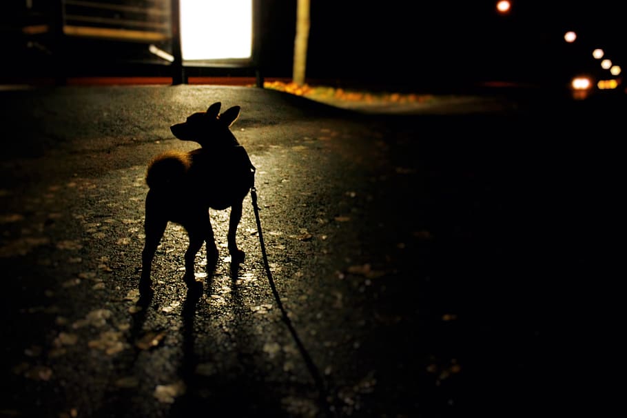 suomi, pirkkala, street, light, walk, dog, autumn, bus, stand HD wallpaper