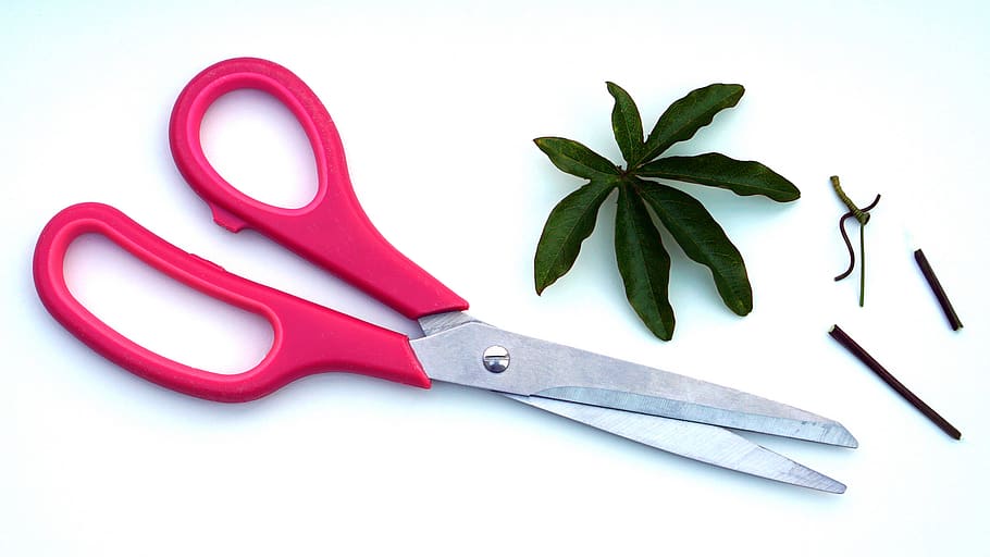 pink, scissors, arts, crafts, leaves, cut out, white background HD wallpaper