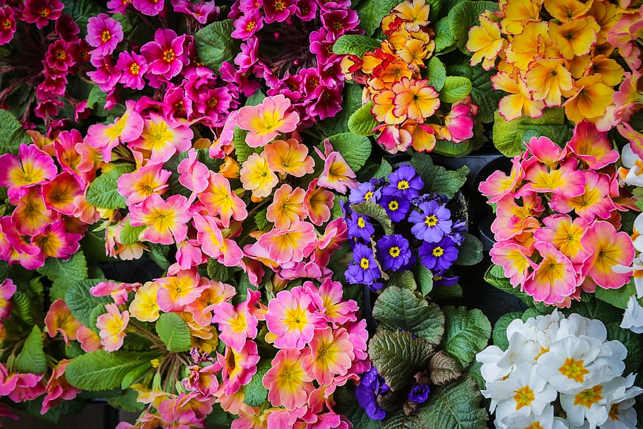 flower, primrose, primula, spring, garden, plant, floral, flowering plant HD wallpaper