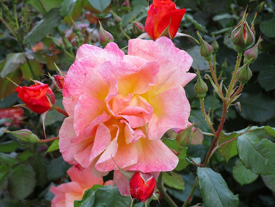 germany, stuttgart, sommerrain, red, garden, rose, beauty in nature HD wallpaper