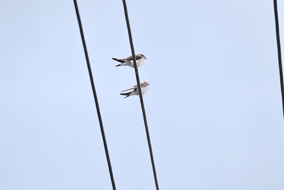 swallows, swarm, power cable, sky, low angle view, clear sky HD wallpaper