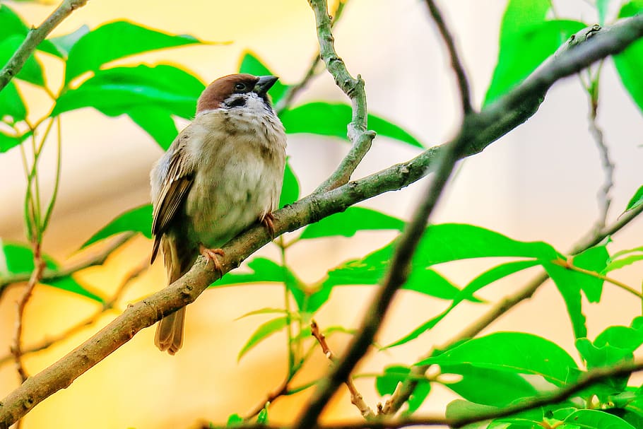 palm, feather, bird, stone, sparrow, beak, eye, coffee, fly HD wallpaper