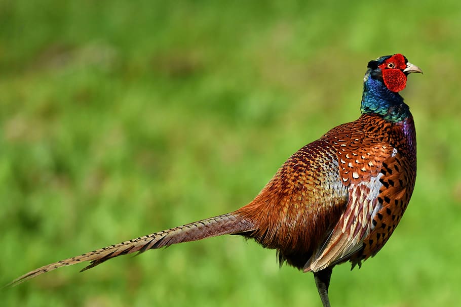 pheasant, bird, plumage, nature, animal, hahn, feather, males HD wallpaper