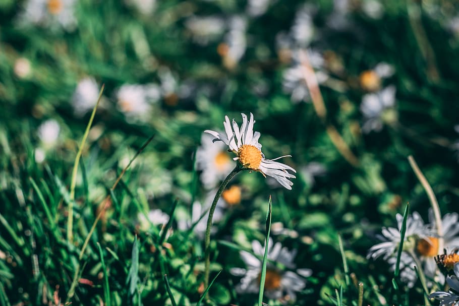 united states, davis, grass, forest, flower, bokeh, daisy, trees HD wallpaper