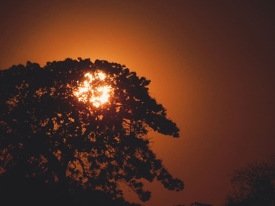 tree, sun, sunset, sky, nature, plant, orange color, beauty in nature HD wallpaper
