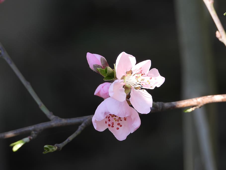 flower, tree, pink, garden, branch, nature, plant, figure, bud HD wallpaper